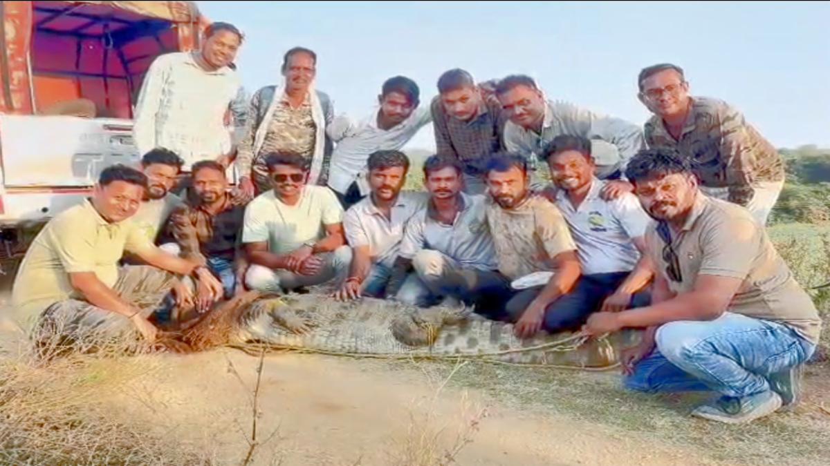 चंद्रपुर वरोरा में विशाल मगरमच्छ पकड़ा गया, चारगांव बांध में सुरक्षित छोड़ा गया