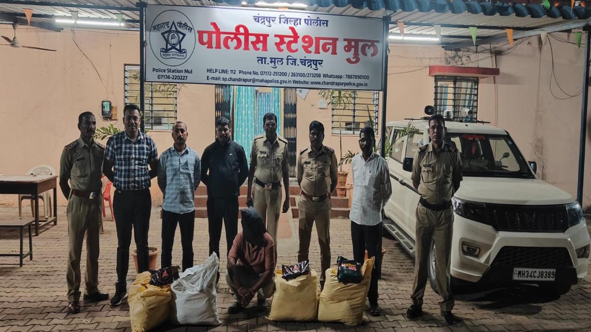 मूल पुलिस की बड़ी कार्रवाई: अवैध तंबाकू बिक्री पर छापा, हजारों का प्रतिबंधित माल जब्त